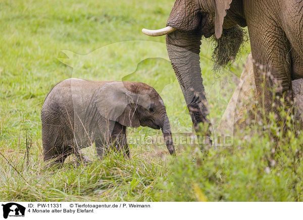 4 Monate alter Baby Elefant / 4 months old baby elephant / PW-11331