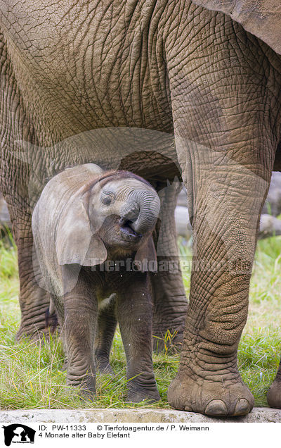 4 Monate alter Baby Elefant / 4 months old baby elephant / PW-11333