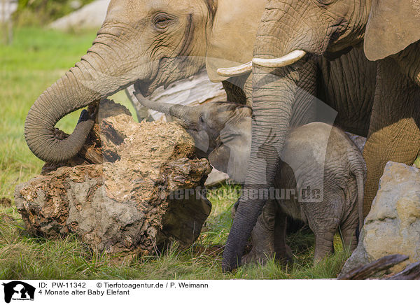 4 Monate alter Baby Elefant / 4 months old baby elephant / PW-11342