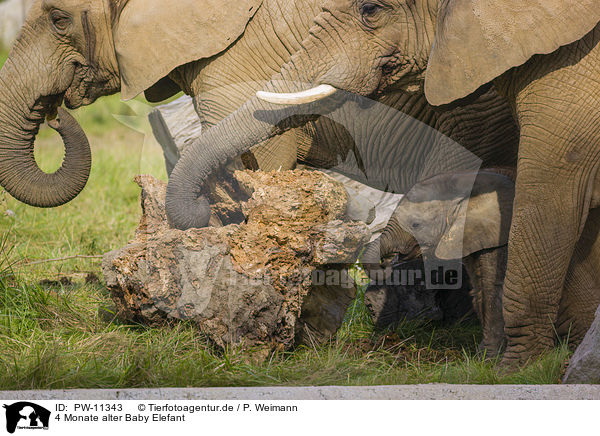 4 Monate alter Baby Elefant / 4 months old baby elephant / PW-11343