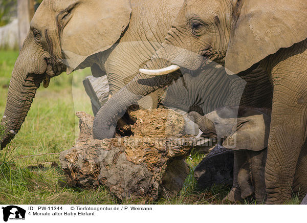 4 Monate alter Baby Elefant / 4 months old baby elephant / PW-11344