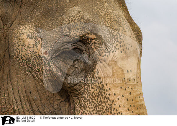 Elefant Detail / JM-11820