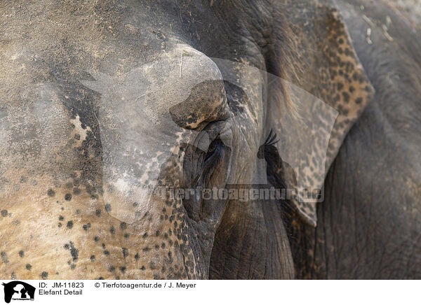 Elefant Detail / JM-11823