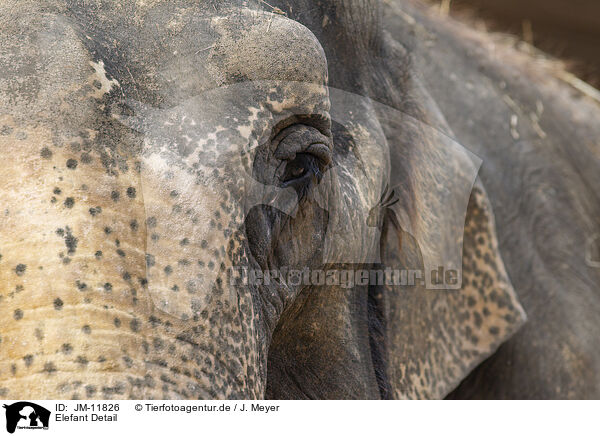 Elefant Detail / JM-11826