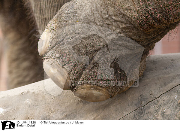 Elefant Detail / JM-11828