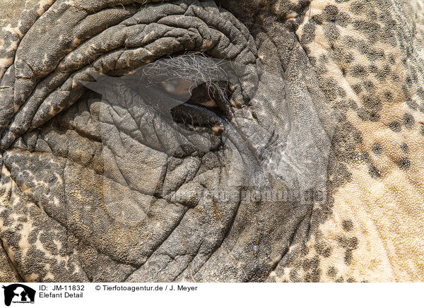 Elefant Detail / JM-11832