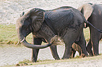 badender Elefant