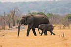 laufende Elefanten