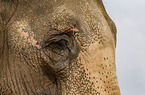 Elefant Detail