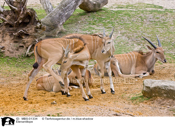 Elenantilope / common eland / MBS-01334