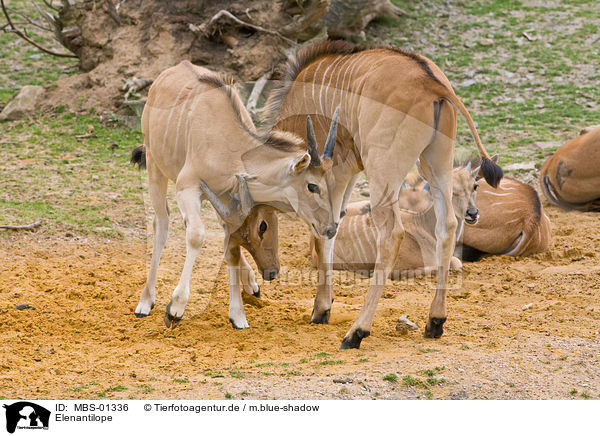 Elenantilope / common eland / MBS-01336