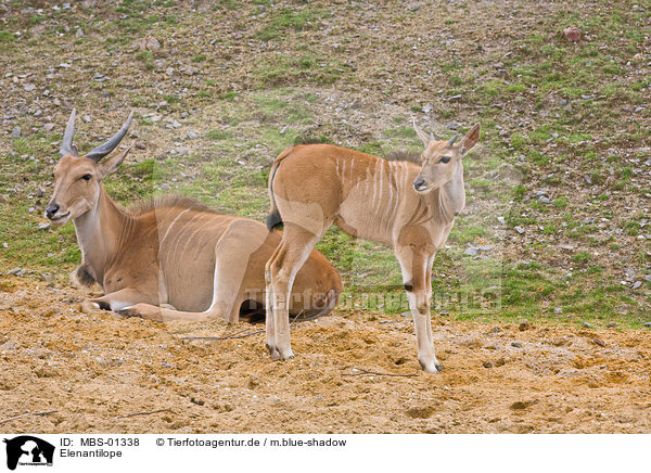 Elenantilope / common eland / MBS-01338