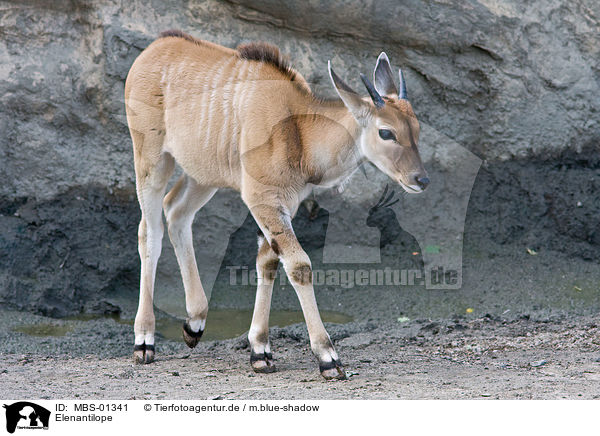 Elenantilope / common eland / MBS-01341