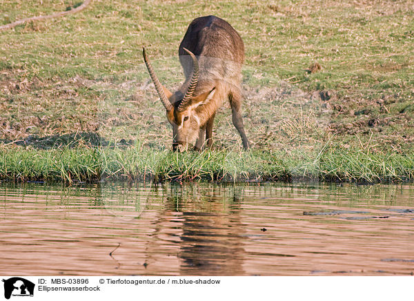 Ellipsenwasserbock / waterbuck / MBS-03896