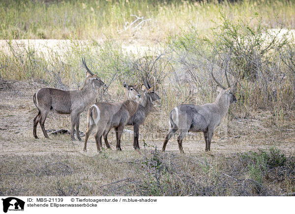 stehende Ellipsenwasserbcke / standing Ellipsen Waterbucks / MBS-21139