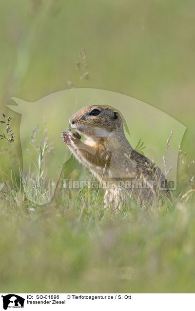 fressender Ziesel / eating gopher / SO-01896