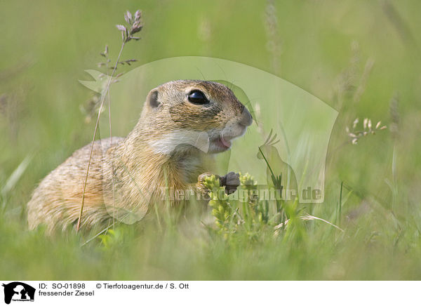 fressender Ziesel / eating gopher / SO-01898