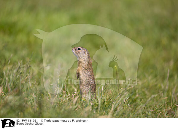 Europischer Ziesel / European ground squirrel / PW-13103