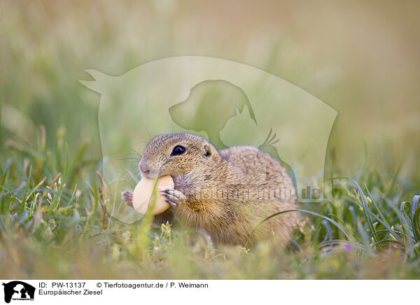 Europischer Ziesel / European ground squirrel / PW-13137