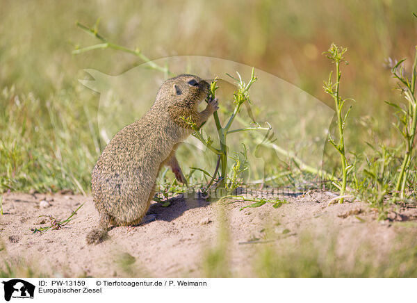 Europischer Ziesel / European ground squirrel / PW-13159