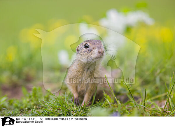 Europischer Ziesel / European ground squirrel / PW-15731