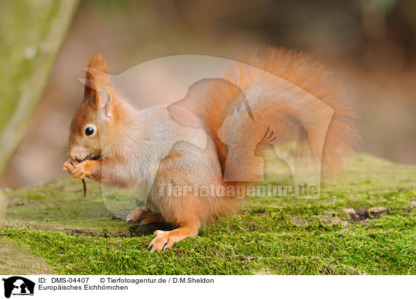 Europisches Eichhrnchen / red squirrel / DMS-04407
