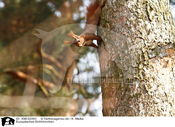 Europisches Eichhrnchen / red squirrel / KMI-02493
