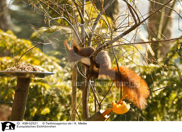 Europisches Eichhrnchen / red squirrel / KMI-02521