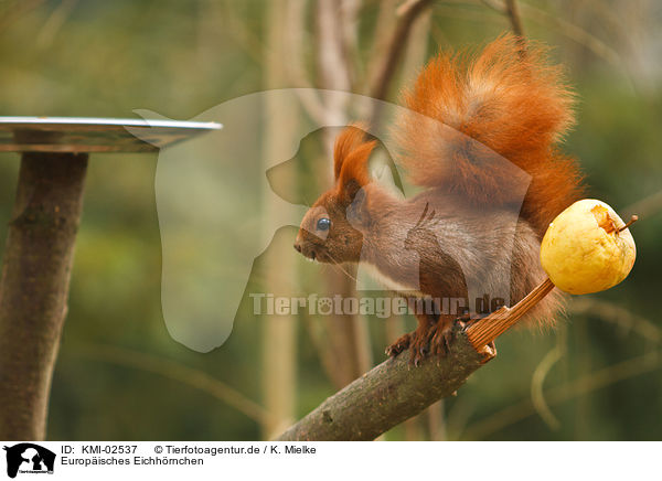 Europisches Eichhrnchen / red squirrel / KMI-02537