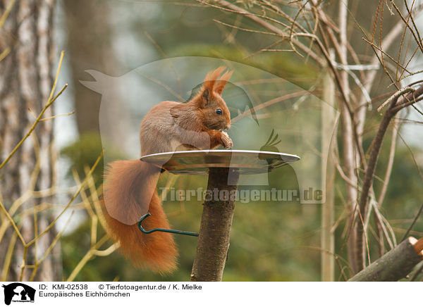Europisches Eichhrnchen / red squirrel / KMI-02538