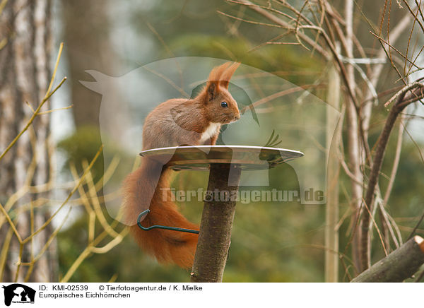 Europisches Eichhrnchen / red squirrel / KMI-02539