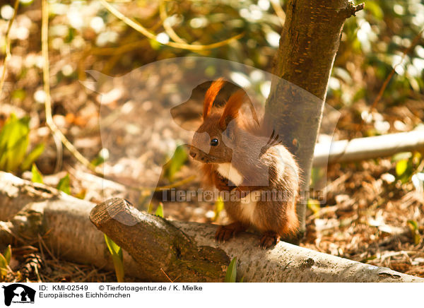 Europisches Eichhrnchen / red squirrel / KMI-02549
