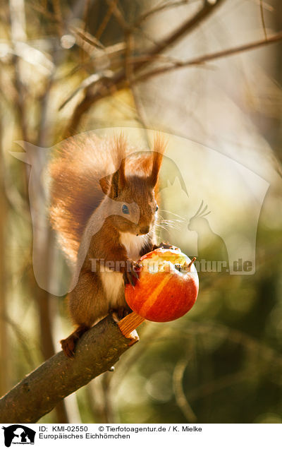Europisches Eichhrnchen / red squirrel / KMI-02550