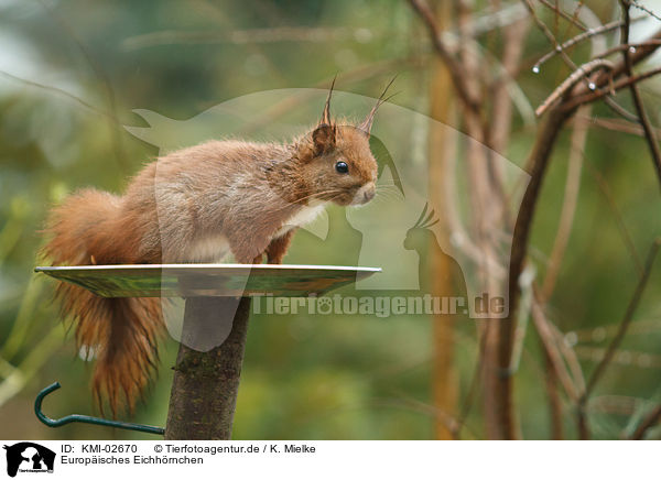 Europisches Eichhrnchen / Eurasian red squirrel / KMI-02670