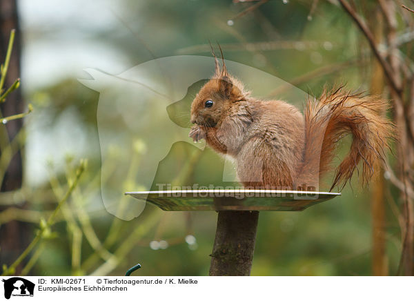 Europisches Eichhrnchen / Eurasian red squirrel / KMI-02671