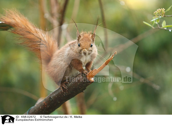 Europisches Eichhrnchen / Eurasian red squirrel / KMI-02672