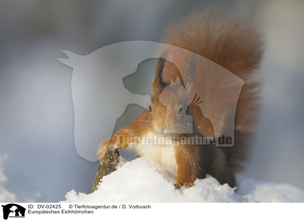 Europisches Eichhrnchen / red squirrel / DV-02425