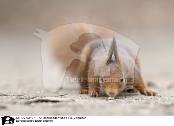 Europisches Eichhrnchen / red squirrel / DV-02427
