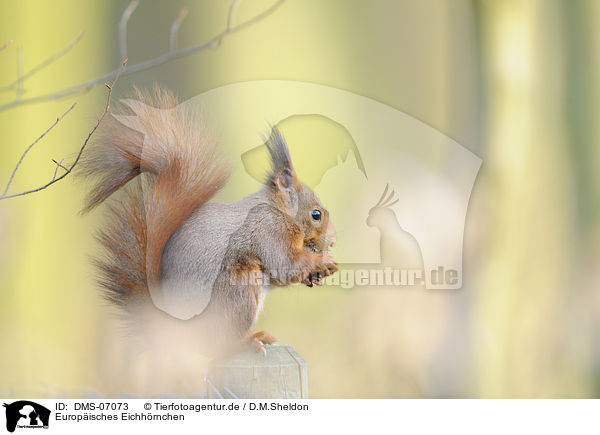 Europisches Eichhrnchen / Eurasian red squirrel / DMS-07073