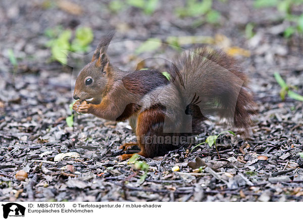 Europisches Eichhrnchen / Eurasian red squirrel / MBS-07555