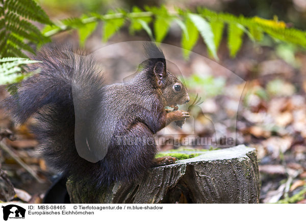 Europisches Eichhrnchen / Eurasian red squirrel / MBS-08465