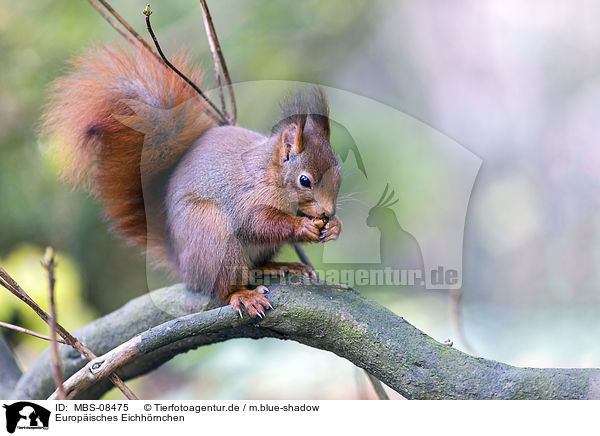 Europisches Eichhrnchen / Eurasian red squirrel / MBS-08475