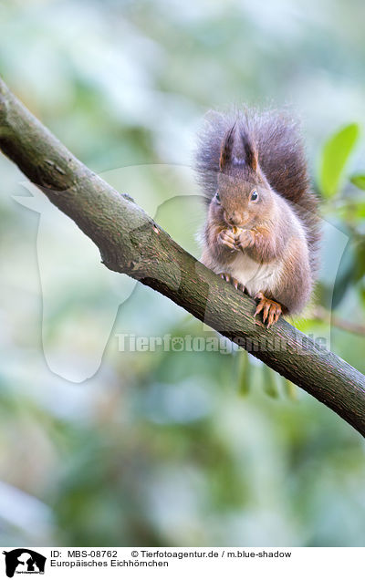 Europisches Eichhrnchen / red squirrel / MBS-08762