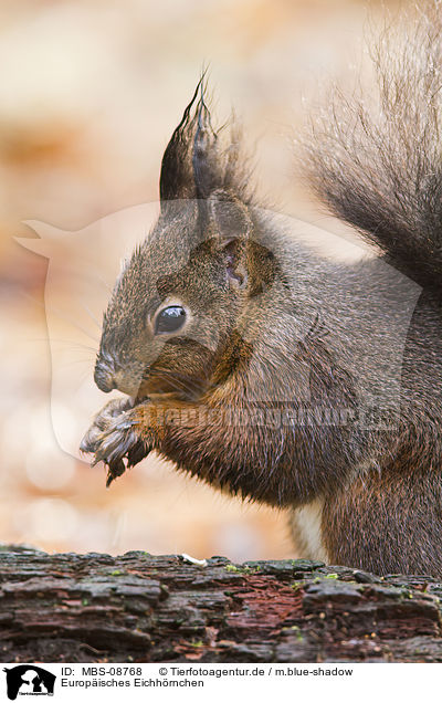 Europisches Eichhrnchen / red squirrel / MBS-08768