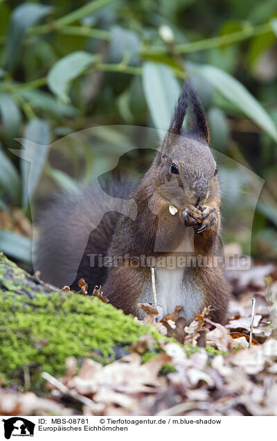 Europisches Eichhrnchen / red squirrel / MBS-08781