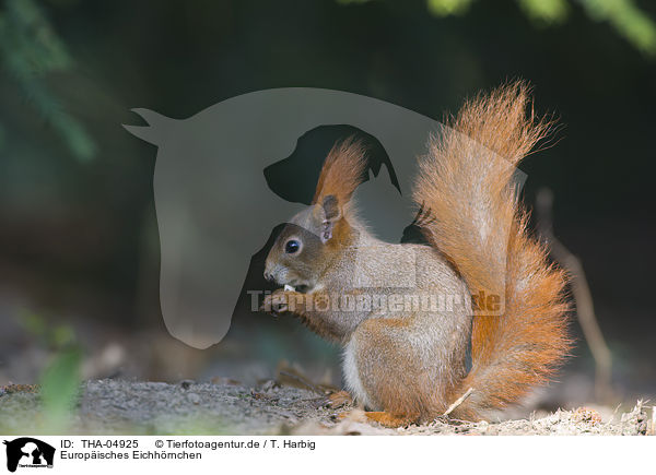 Europisches Eichhrnchen / Eurasian red squirrel / THA-04925