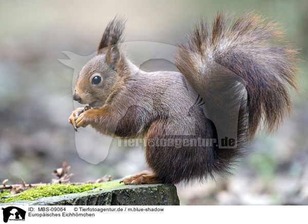 Europisches Eichhrnchen / Eurasian red squirrel / MBS-09064