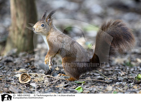 Europisches Eichhrnchen / Eurasian red squirrel / MBS-09065