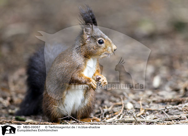 Europisches Eichhrnchen / Eurasian red squirrel / MBS-09067
