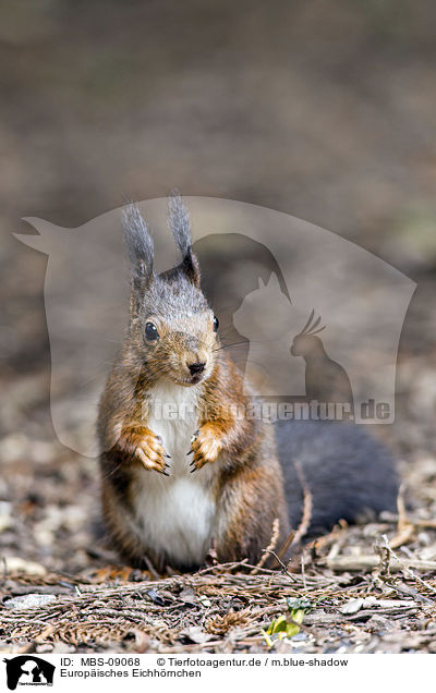 Europisches Eichhrnchen / Eurasian red squirrel / MBS-09068